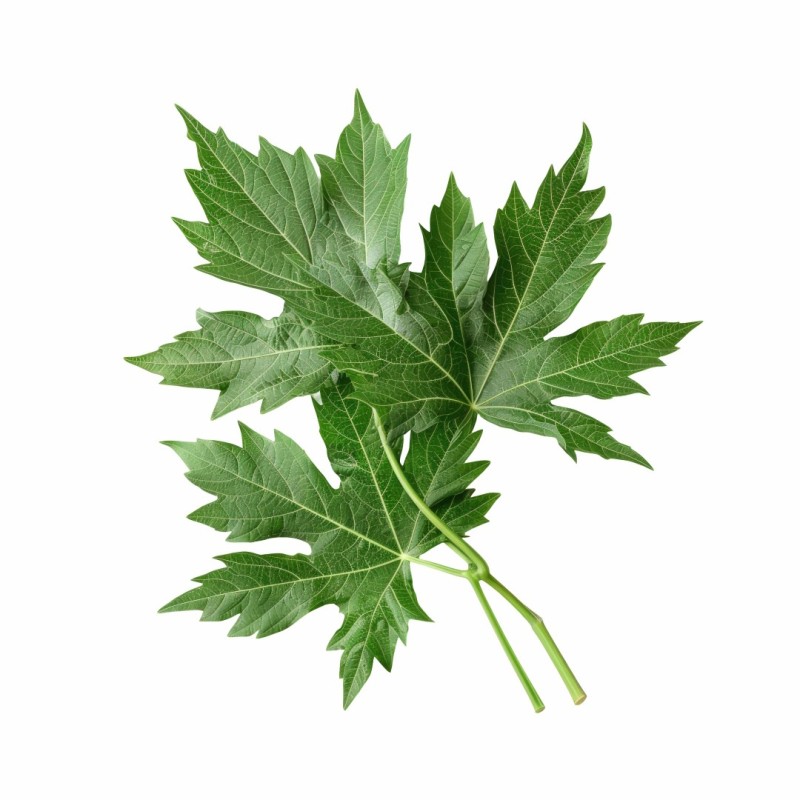 Aromatický vankúš Mugwort 50x70 cm EMI