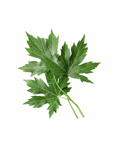 vankus_s_palinou_obycajnou_emi