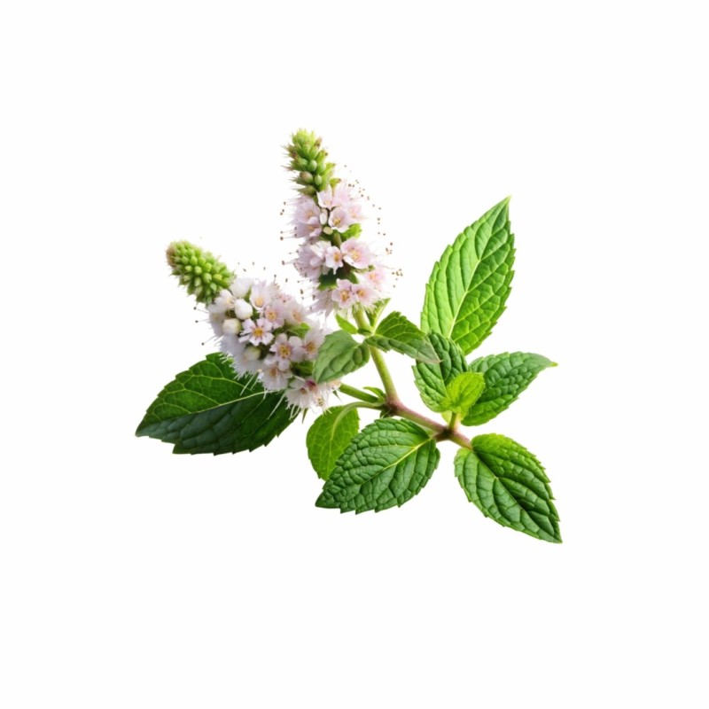 Aromatický vankúš Lemon Balm 50x70 cm EMI