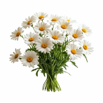 harmancekovy_vankus_emi