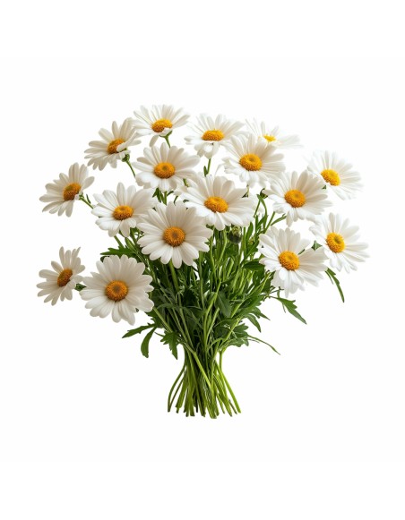 harmancekovy_vankus_emi