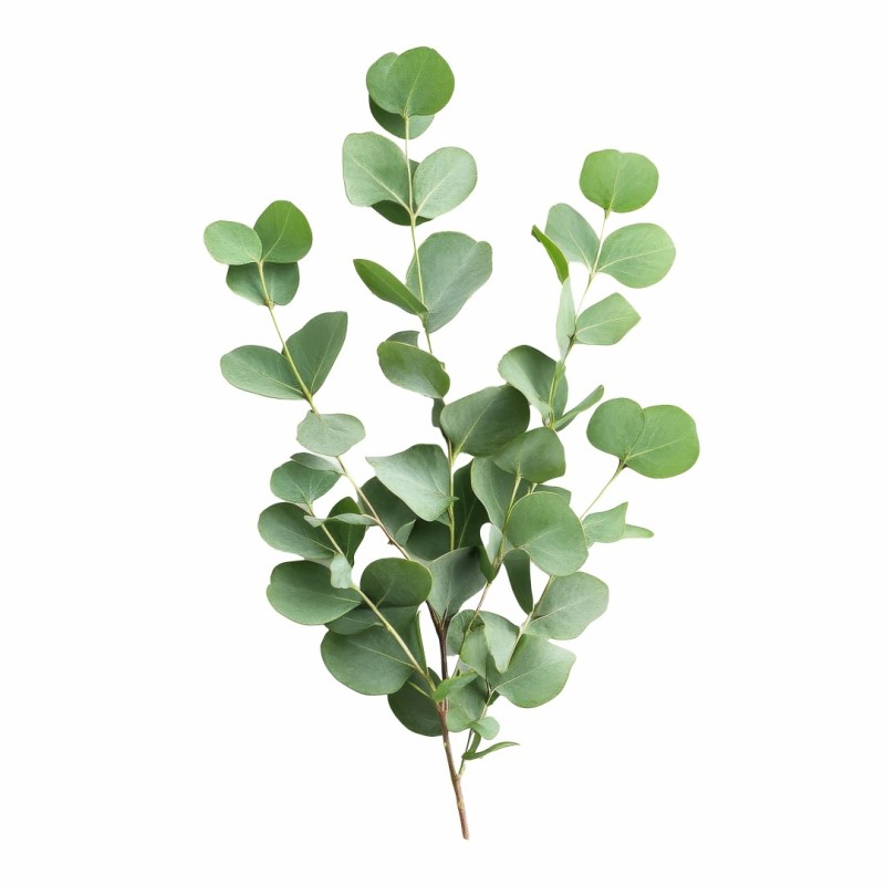 Aromatický vankúš Eucalyptus 50x70 cm EMI