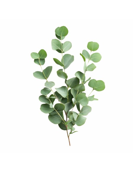 eukalyptovy_vankus_emi