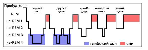 фази сну