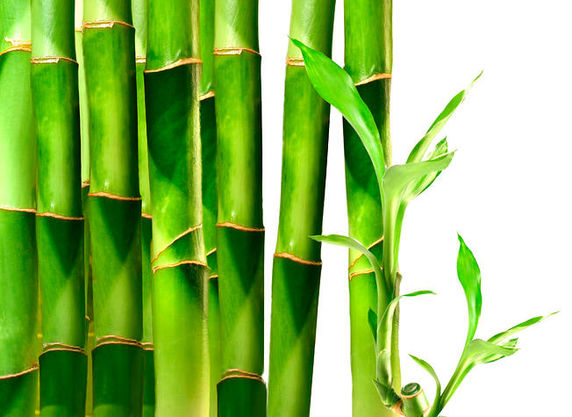 bambus rattan